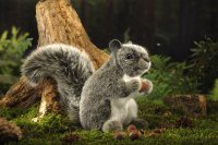 Kösener-Amerikanisches Eichhörnchen