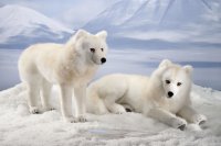 Kösener-Polarwolf stehend