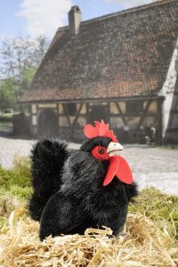 Kösener-Hahn, schwarz