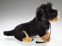 Dackel mit Leine, Rauhaardackel sitzendca. 30 cm