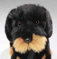 Dackel mit Leine, Rauhaardackel sitzendca. 30 cm