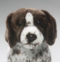 English Pointer, ca.24 cm
