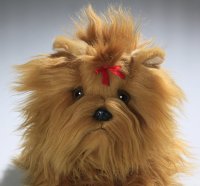 Yorkshire Terrier Welpe sitzend ca. 22 cm