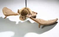 Plüsch-Fledermaus mit Anhänger ca. 19 cm lang, 40 cm Spannweite
