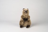 Kösener-Quokka