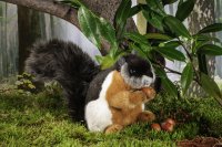 Kösener-Schönhörnchen, sitzend