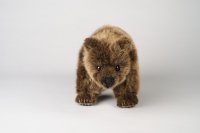 Kösener-Bär, stehend, auf vier Pfoten