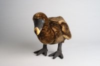 Kösener-Dodo