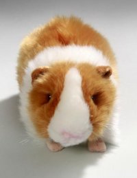 Meerschweinchen 20 cm