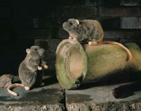 Kösener-Ratte 