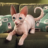 Handpuppe Sphinx Katze