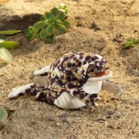 Handpuppe Wüstenregenfrosch