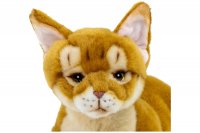 Plüsch-Abessinierkatze