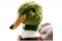 Plüsch-Ente, Stockente