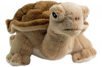 Plüsch-Schildkröte, Landschildkröte