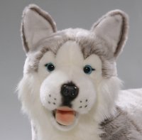 Husky liegend ca. 60 cm